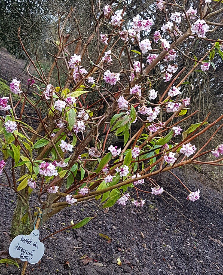 NettlesteadPL's tweet image. Winters done &amp;amp; Spring has sprung ❄️🌸 Nettlestead Place #npl #weddinghour #kentishweddings #SundayFunday #venue #gardens #stunning #winter #spring #weddings