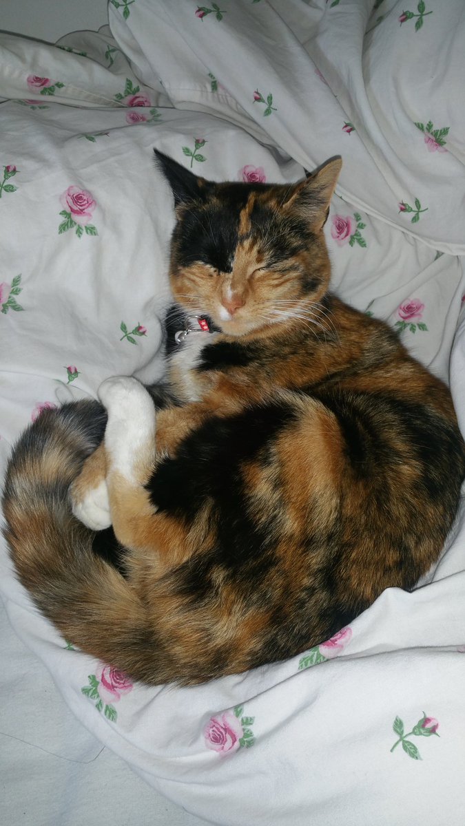 AlfieDory's tweet photo. I'm still not well so mammy says I have to rest so here goes a day of snoozing #LazySunday #snoozykitty 😽😴 https://t.co/1oQM62d3ab