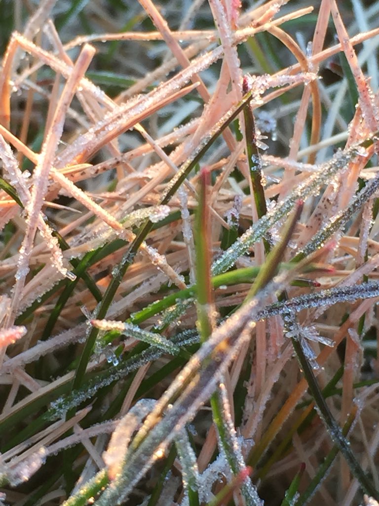 BTDAgronomy's tweet image. First tee time 10 am. Sorry for the inconvenience #SpringHasNotSprung #Frosty