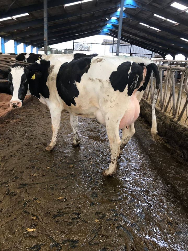GrasstecLtd's tweet photo. We have an excellent group of 140 Holsteins from an AYR calving herd available in the UK. For more information see: https://t.co/0lY4mVngAd Or Contact our UK agent Grace on 07860 672155 #grasstomilk #teamdariy #Farm365 #FarmLife #agchat https://t.co/vZPnBYCJD0