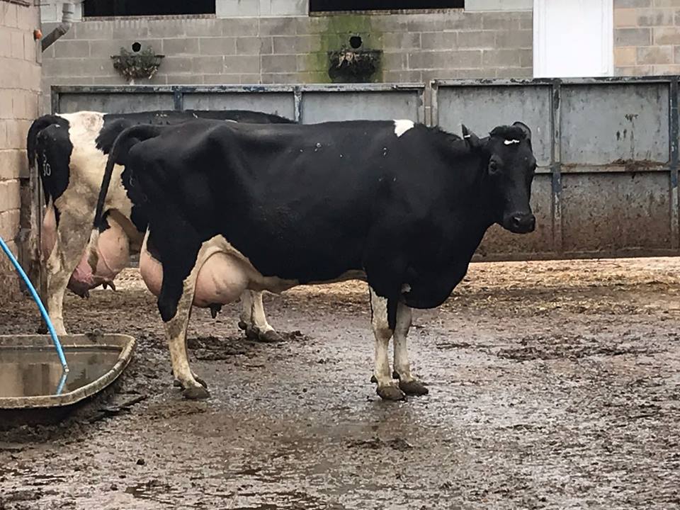 GrasstecLtd's tweet photo. We have an excellent group of 140 Holsteins from an AYR calving herd available in the UK. For more information see: https://t.co/0lY4mVngAd Or Contact our UK agent Grace on 07860 672155 #grasstomilk #teamdariy #Farm365 #FarmLife #agchat https://t.co/vZPnBYCJD0