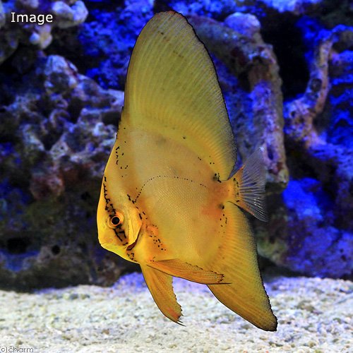 チャーム公式 今日のおすすめ新商品 海水魚 ナンヨウツバメウオ 幼魚 ｌサイズ 独特の容姿から人気があり ツバメウオの仲間では飼育しやすいです T Co Xmm7nxsimb ツバメウオ チャームのおすすめ商品 スタッフy T Co