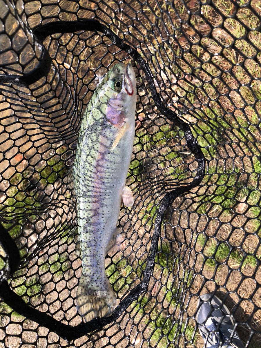 トップ100高宮 フィッシング 魚のすべて