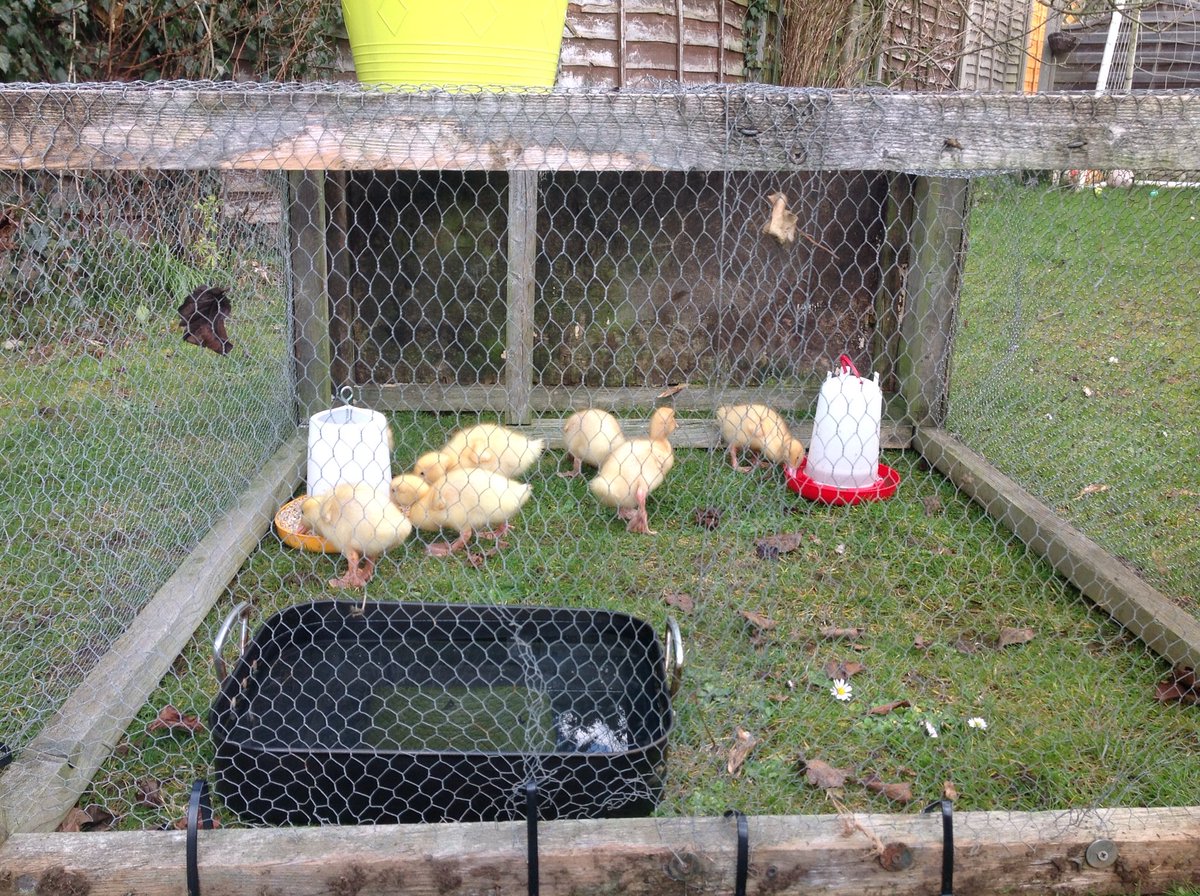 MrsFrankcam's tweet photo. No jokes about the roasting tray please 🙈 #allihad #improvising #newtoduckfostering https://t.co/iNCO2I80sA