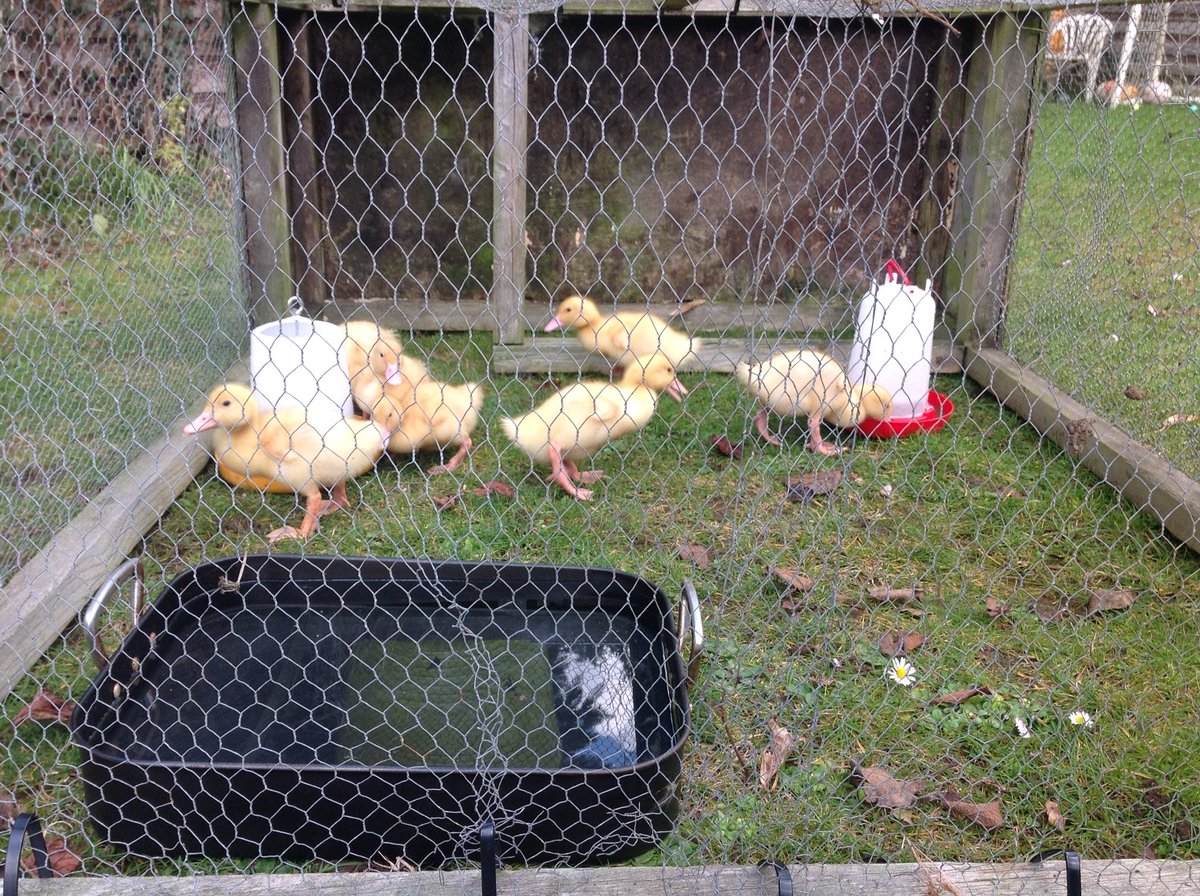 MrsFrankcam's tweet photo. No jokes about the roasting tray please 🙈 #allihad #improvising #newtoduckfostering https://t.co/iNCO2I80sA