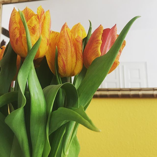AnikoW's tweet photo. #spring is in the house! Enjoy your #sunday and blossom like a flower ☀️ #tulips #flowers #personalgrowth #change #changehacking #beautyofchange https://t.co/MasGMLe6Zw https://t.co/ZZrHTk7yaj
