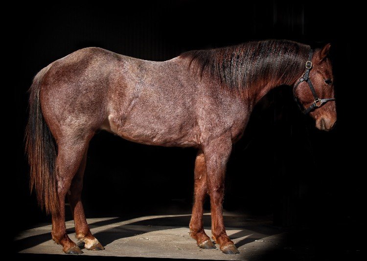 PHorseCentral's tweet photo. Featured #cuttinghorseforsale 2016 red roan stallion out of Louella Deville, by #OneTimePepto. This good looking colt has had about 35 rides under the guidance of Scott McCutcheon, and he’s on a solid path. Offered #ForSale at $20,000, visit https://t.co/jjFH8T2ZiG to learn more. https://t.co/P6b20F2754