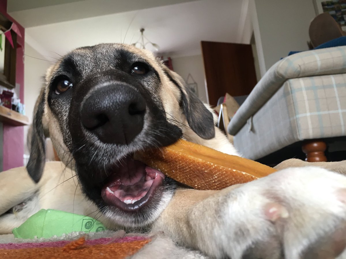 HarrietLowther's tweet photo. Morning chew on my new @YakersDogChew https://t.co/6YcmHw8PvP