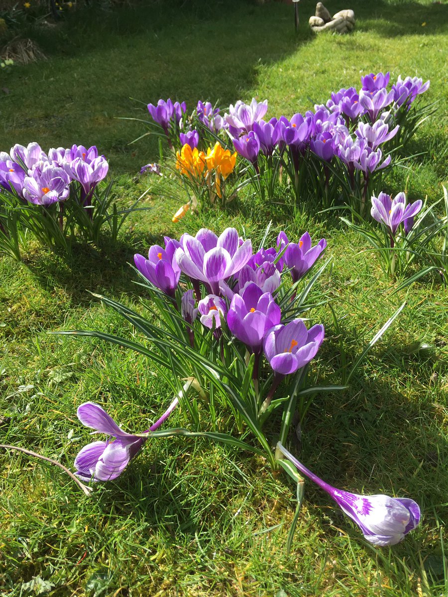 Planted 85 crocus bulbs in our lawn last year in memory of Dad, looking good 😊 #garden