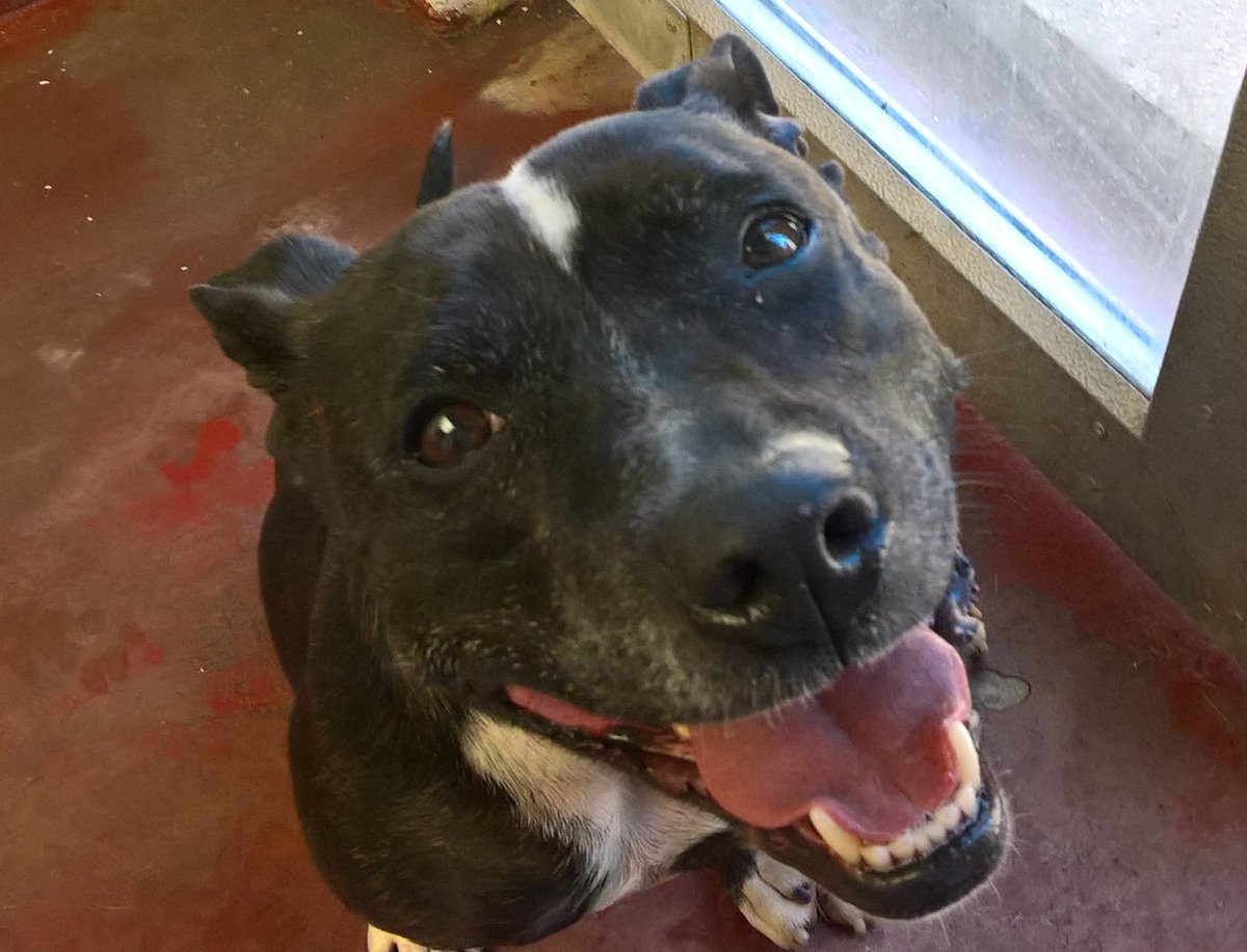 ShiatsuDog's tweet photo. My last 4 Sunday walks w/ Ruby have gone: -5 Snow, Hot Sun, -3 Snow, Hot Sun.... British Weather! Gorgeous Ruby is looking for her forever home, as another one just fell through, help make 2018 her Year Pls RT @Staffierescue  #WDYT #Cheltenham #Gloucester https://t.co/LUWfT4n44U https://t.co/Fj9nlLLbxB