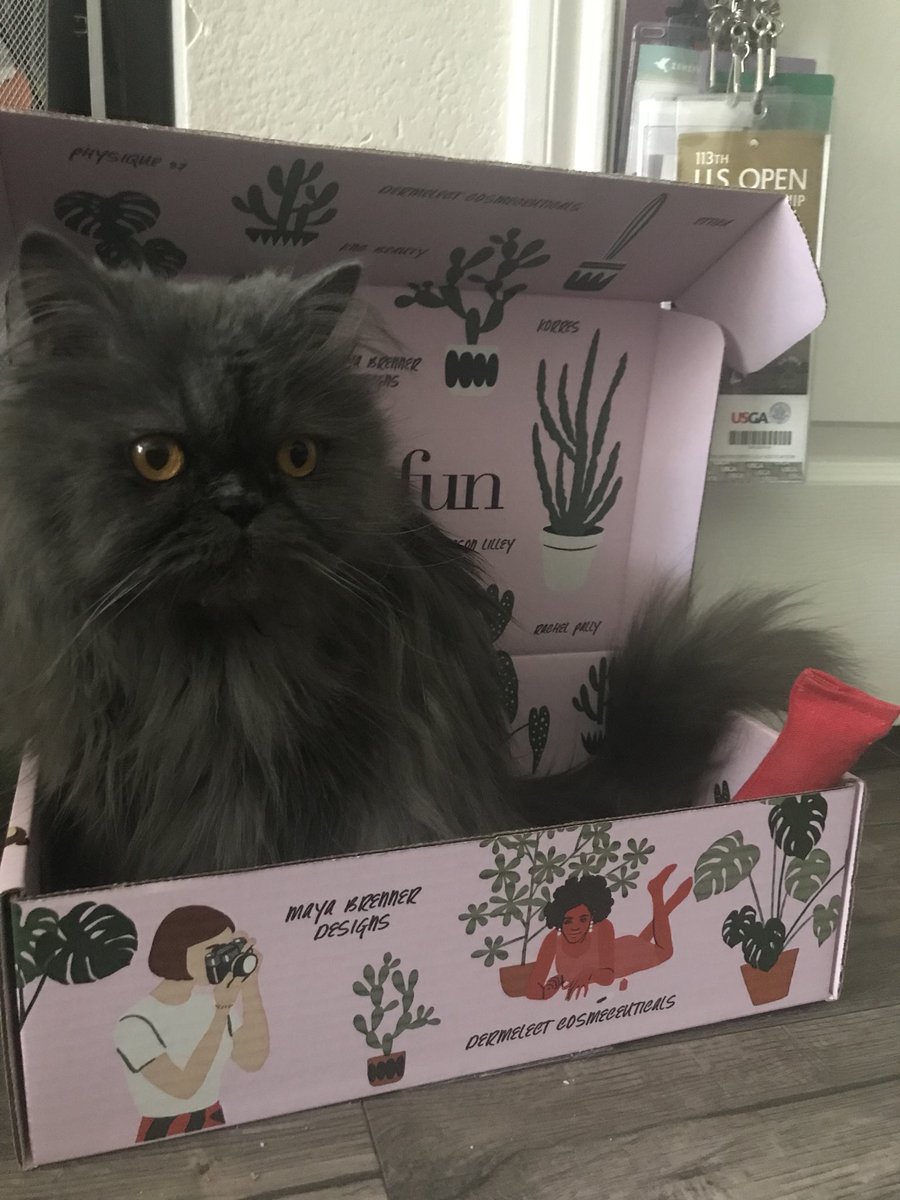 TigerNoStripes's tweet photo. What are you doing on the #SundayFunday ?? I, Tiger, play on my fun box with toys from Just Cats and Arnie naps on his @MyFourCats4 box! @RhondaHendee @fluffybasil @MyCatMister @LonelyIsaacCat @LuckyDaPuppyCat @Lifeofthemoo @hugo4de @SoCalrockergal @ThorSelfies @chalkymacalpi https://t.co/F97rYtVrwM