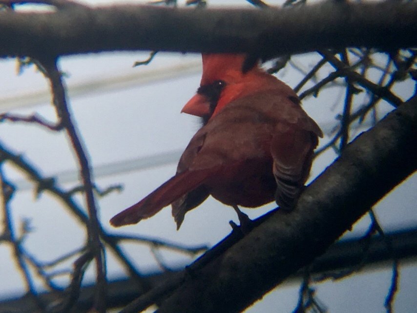 mikulichj's tweet photo. Male Northern Cardinal https://t.co/mzbXFaU6tp https://t.co/5Ti2KC70Y5