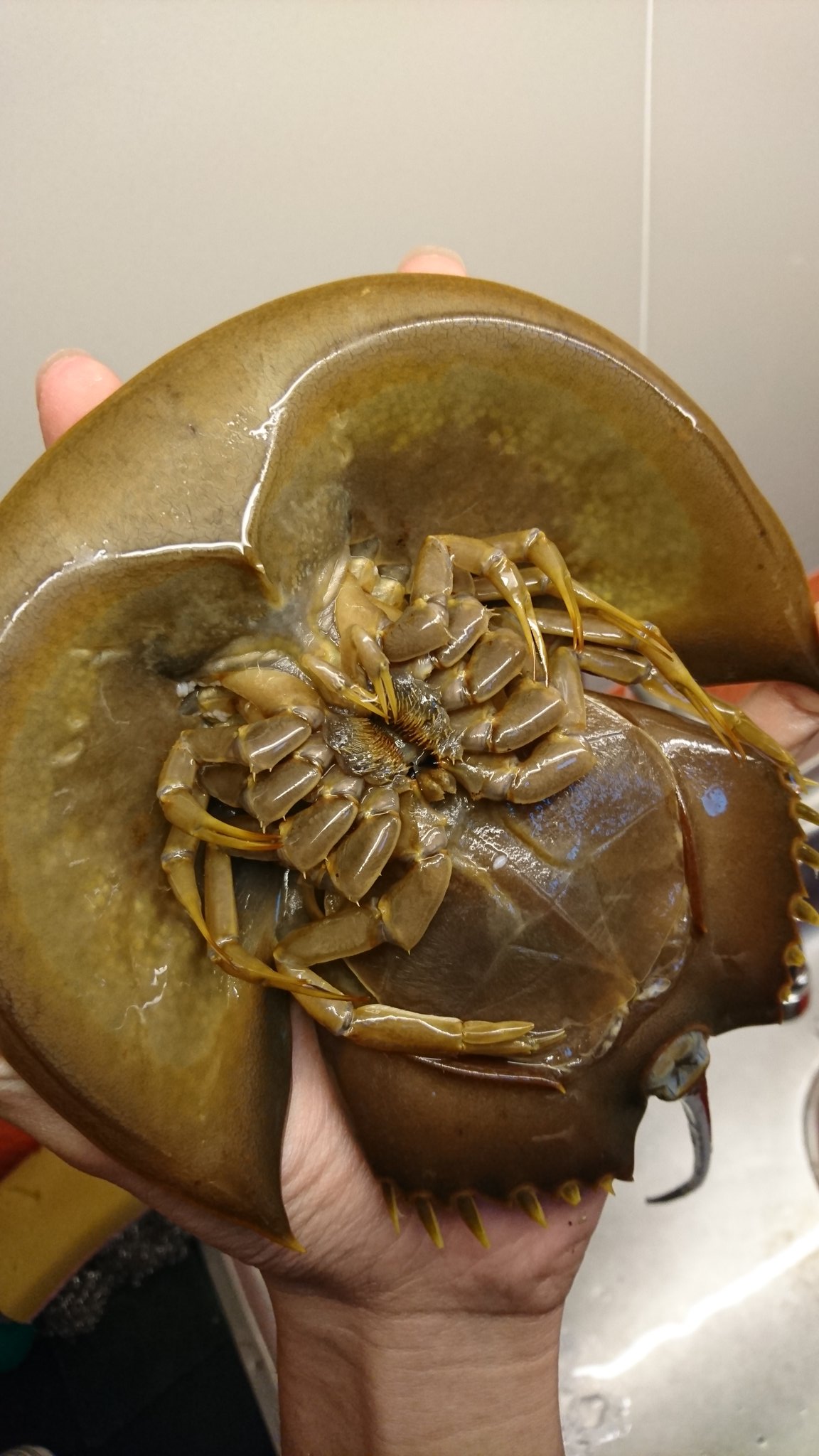 カブトガニ 毒性 クモ 蜘蛛 の図鑑 カブトガニ 毒性 クモ 蜘蛛 の図鑑