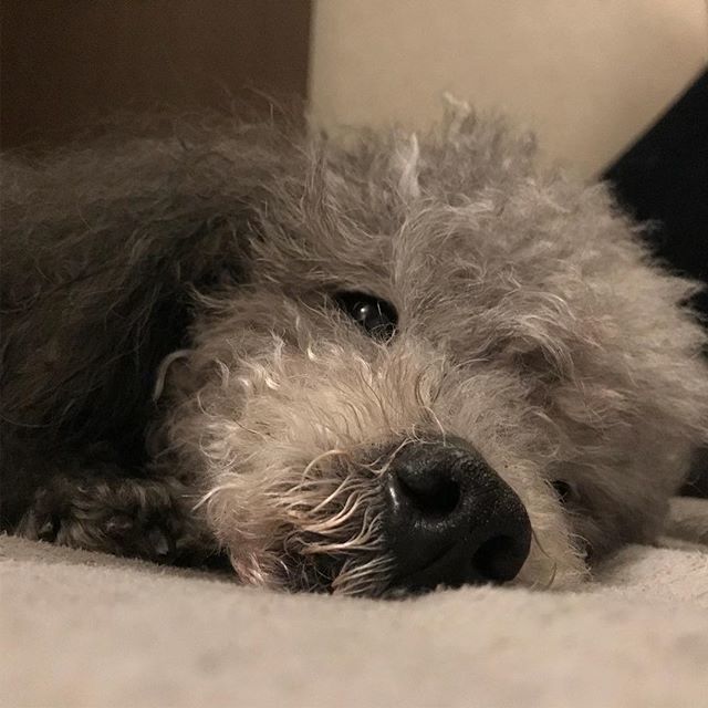 Takeshidoodle's tweet photo. Mind awake and body asleep 
#bodyawakeandmindsleep
#プードル
#たれ目じいちゃん
#poodle
#cutedogs 
#goodnight https://t.co/h72wKEifXq https://t.co/QA8YZb17kF