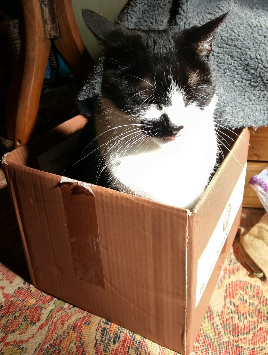TobiasandJasper's tweet photo. One second of peace before Jasper swatted me out of the box... I'm the one who taught her about boxes in the first place... Happy No-Catbox Sunday from Tobias! https://t.co/cUUAHqys0C