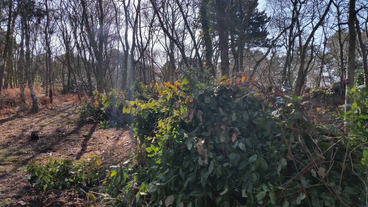 Beautiful day for some heathland clearance <a href="/NTWirral/">NTWirral</a> Dawpoll,  #volunteer #greatoutdoors #SpringTime