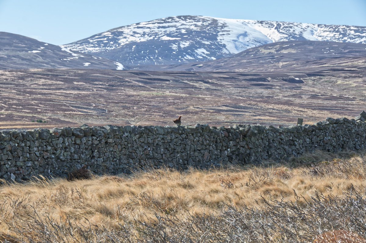 PeterMaddison's tweet photo. Few more shots from this weekends walk. Cheviot still has its winter coat on, and a shot illustrating the wide open spaces of @NlandNP https://t.co/Gch8NiRaDv