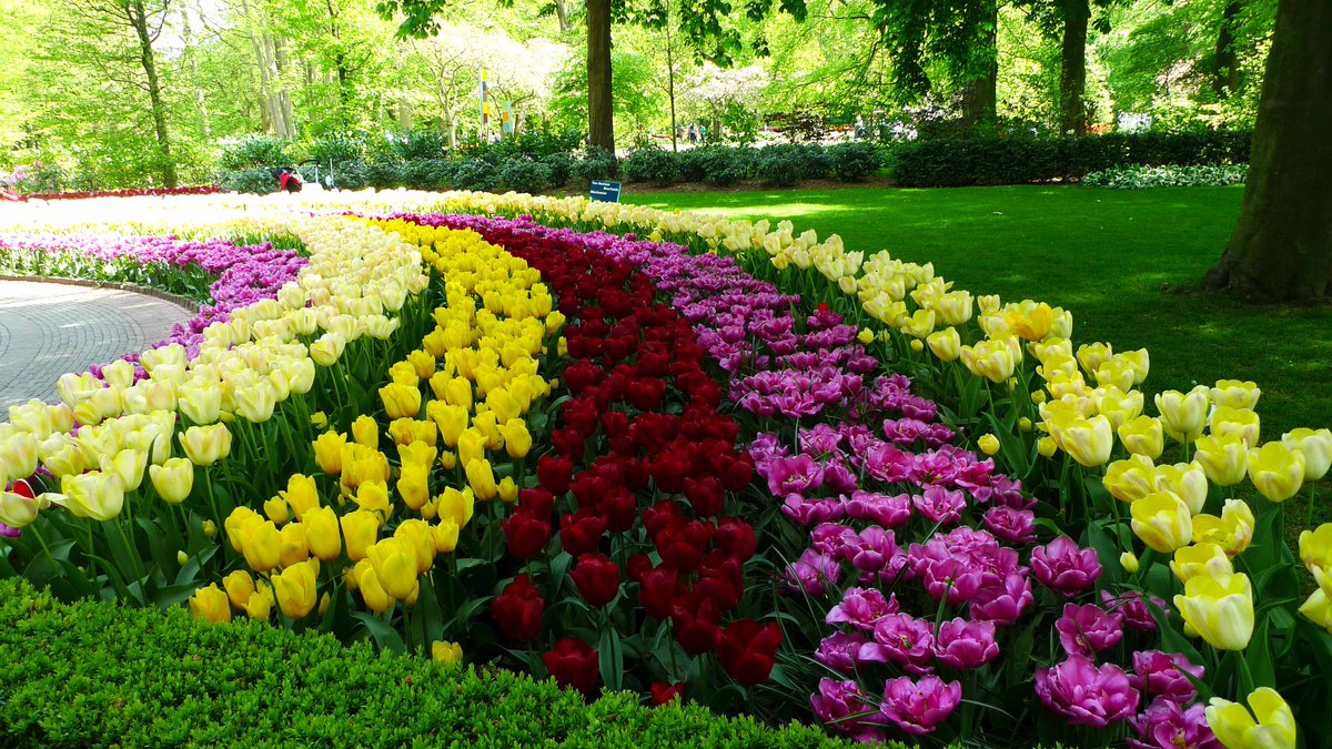 CovetedPlaces's tweet photo. You know spring is officially here when the #KeukenhofGardens in the Netherlands reopen! This year's theme: Romance in Flowers 🌷🌸🌺
Here's my review from back when I visited: https://t.co/cjzc6R1vfV https://t.co/w3lNpH8xjm