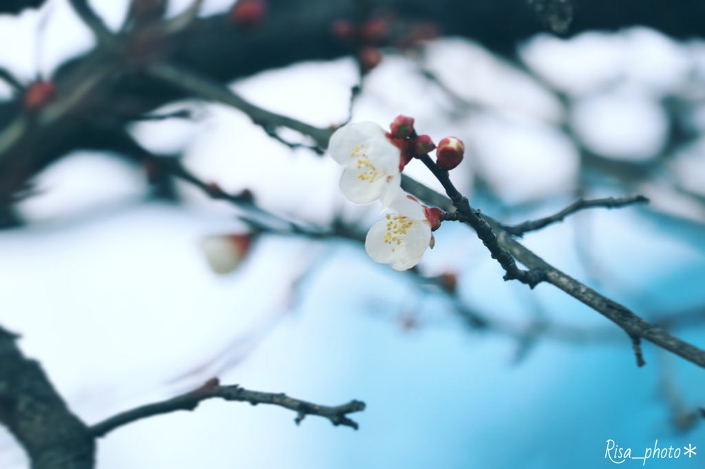 *

すこし曇った空に
手をのばしたら
白い花が
ヒカリの中にとけたよ

ただ 空が青くて
こころ 惹きこまれて…

*
#キリトリセカイ
#写真好きな人と繋がりたい
#coregraphy #photography
#ファインダー越しの私の世界