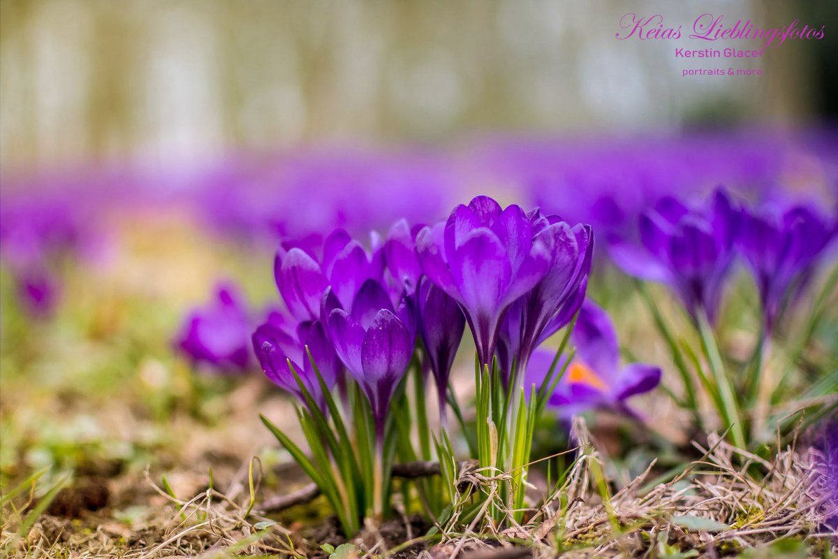 keialein's tweet photo. #Krokusse - never ending love #Delmenhorst #Burginsel https://t.co/yVvfNMVITp