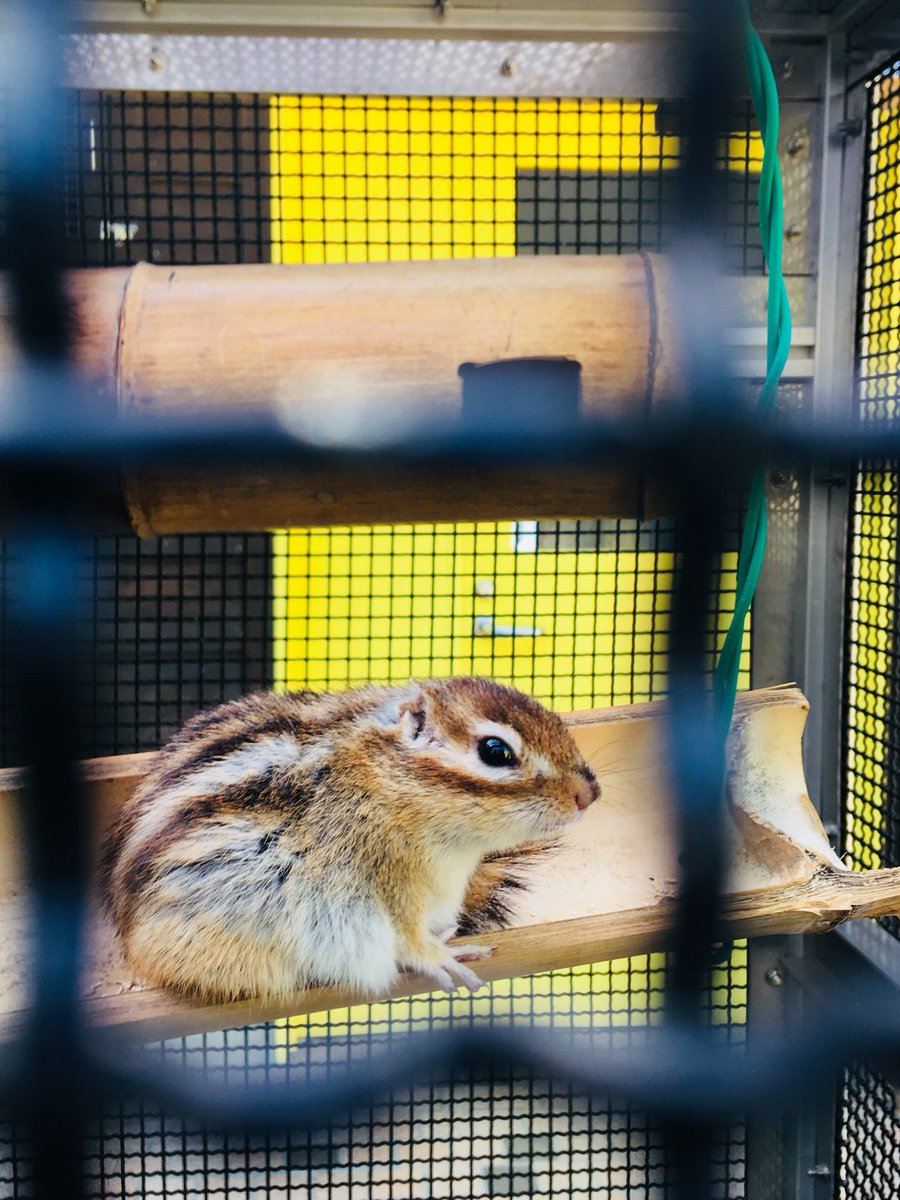 町田リス園の乳幼児連れの人に向けた看板が独特すぎて笑ってしまう ヤル気満々 ほんとこの絵の通り Togetter 町田リス園の乳幼児連れの人に向けた看板が独特すぎて笑ってしまう ヤル気満々 ほんとこの絵の通り Togetter