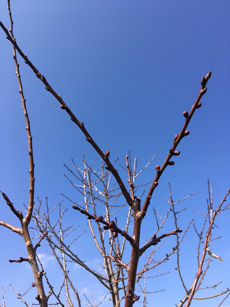 andreaspucher's tweet image. #Wachauer #Marille #InTheMaking