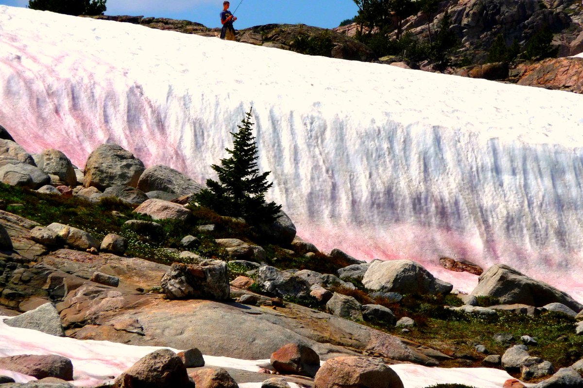 OxfordJournals's tweet photo. Why do we find watermelon snow on glaciers? Discover now on the OUP blog @UTSnowHydro @FEMSTweets https://t.co/jqR1HKU0Zr https://t.co/w6K3X8QXMC