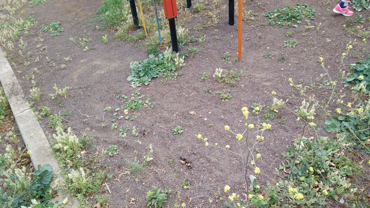 jairamrb's tweet photo. Parque infantil "mantenido" por el #Ayuntamiento de #Tacoronte. 😱 Cacas de perro, hierbas, ... https://t.co/tsgl75T0vm