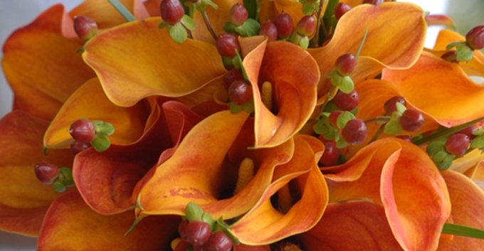bloomiq's tweet photo. In early Rome, calla lilies were planted for the winter solstice as a way to brighten homes during the darkest days of the year. #callalilies #plantchat #bloomiqtips https://t.co/xlwhi49YwF https://t.co/XYCwezGsvM