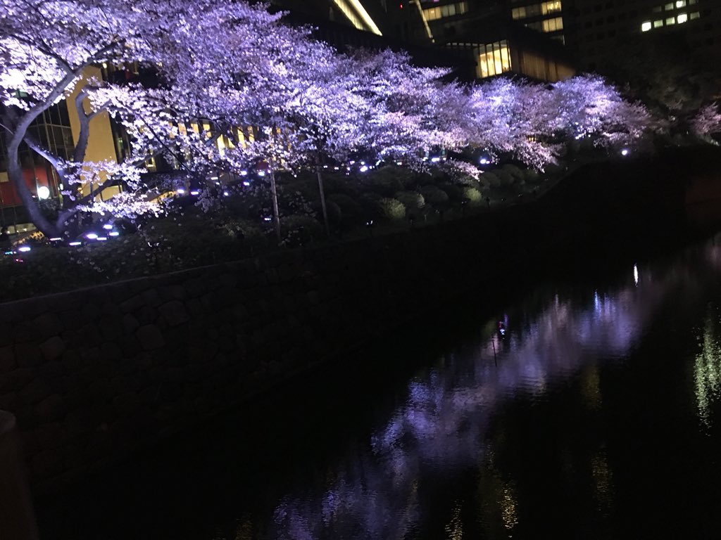 AyaMiyagotchi's tweet photo. Found amazing night Sakura - a wabi sabi moment in Tokyo after working till late https://t.co/OhL4XlL2H1