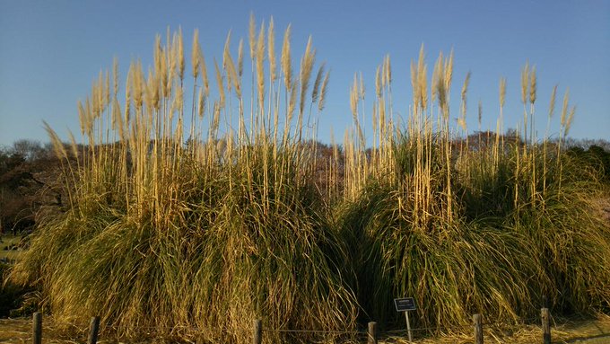早割クーポン パンパスグラス苗 株分け ピンク 未開花ふわふわ花穂付き 植物 観葉植物 Www B2bsf Com Www B2bsf Com