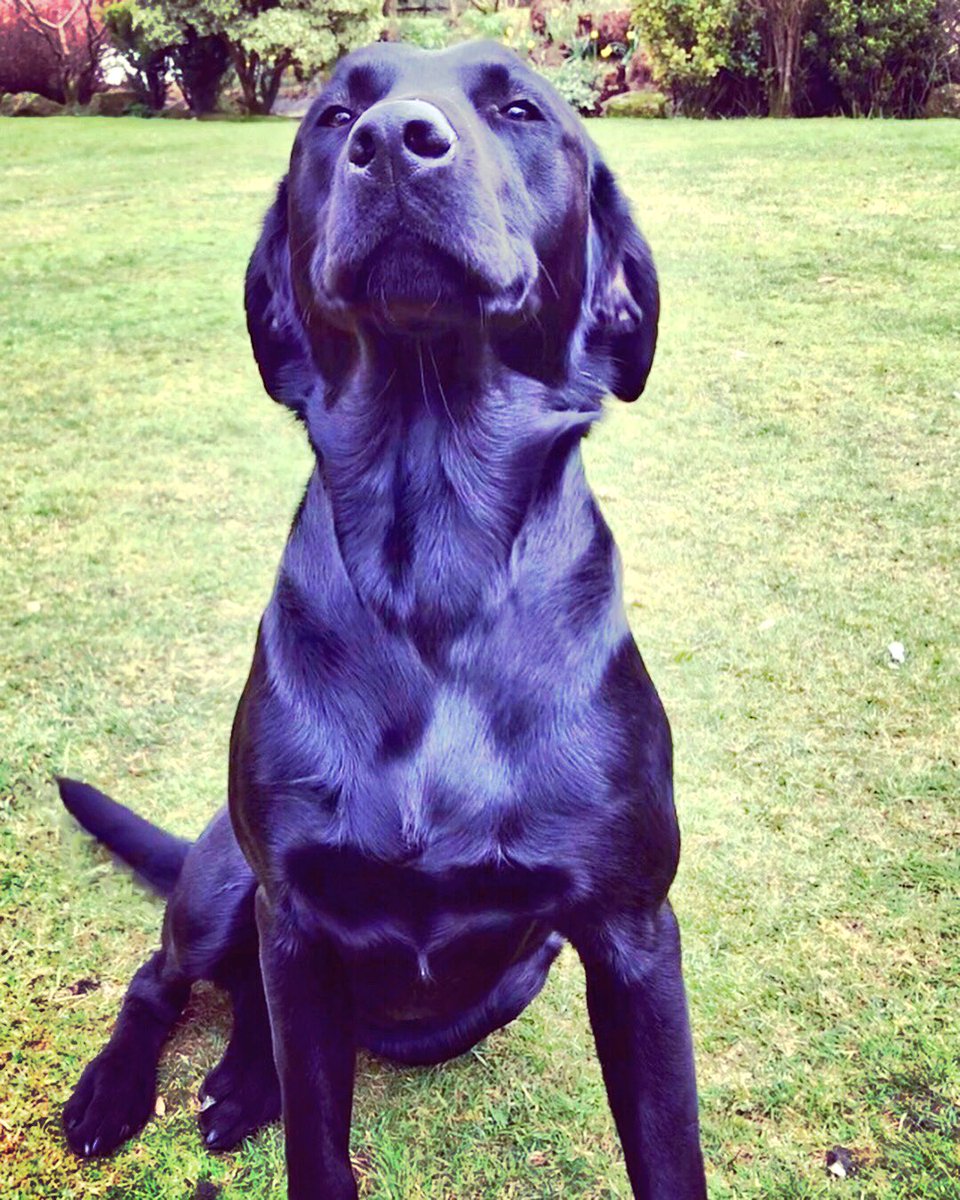 CricketyDevon's tweet photo. Happy 1st birthday Shy &amp; Aston https://t.co/ZtMqbaxFsG