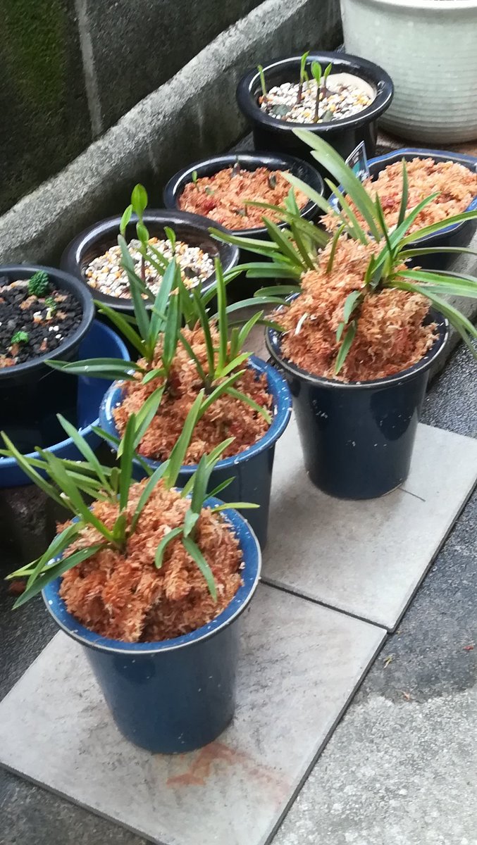 Ju Noske 春の植え替え 寒さから室内に入れていた君子蘭が咲いた やっぱり綺麗だなぁ 3株立ちなので来年は何とか咲かそう 昨日24 土 春分が過ぎて3日すっかり温かくなり植え替えも急がなくては 5鉢の春蘭を3鉢へ 棒状ｻﾎﾞﾃﾝも植え替えてそれぞれの