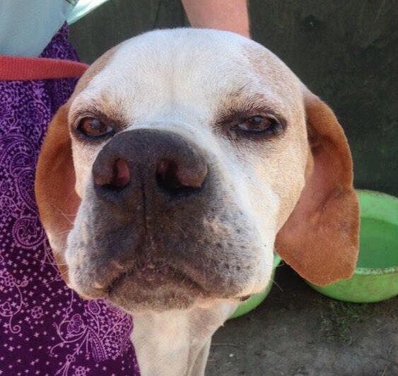 ZanteStrays's tweet photo. My favourite in our rescue: gentle Porto. Found skinny, he’s one of the gentlest, kindest dogs we have. It hurts me to see him overlooked, since he’s not cute or a puppy. Could you help him find a loving home in #UK #Germany or #Holland ?💕

#ADOPTME #AdoptDontBuy #dogsarelove https://t.co/HQ1XcA3JSw