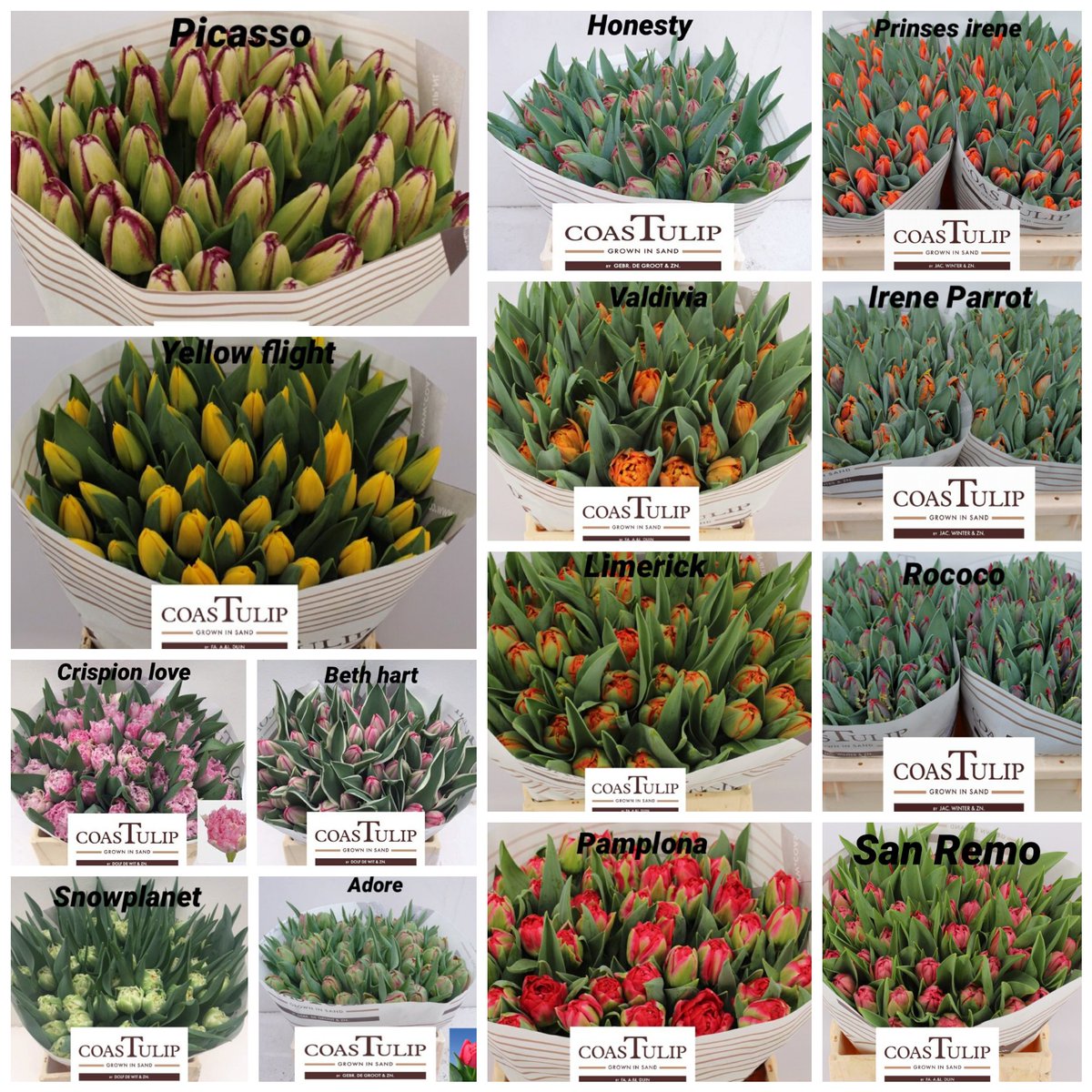 Weer een prachtig aanbod van de coastulip groep voor week 13 alles uit de #vollegrond #heemskerk #tulpen