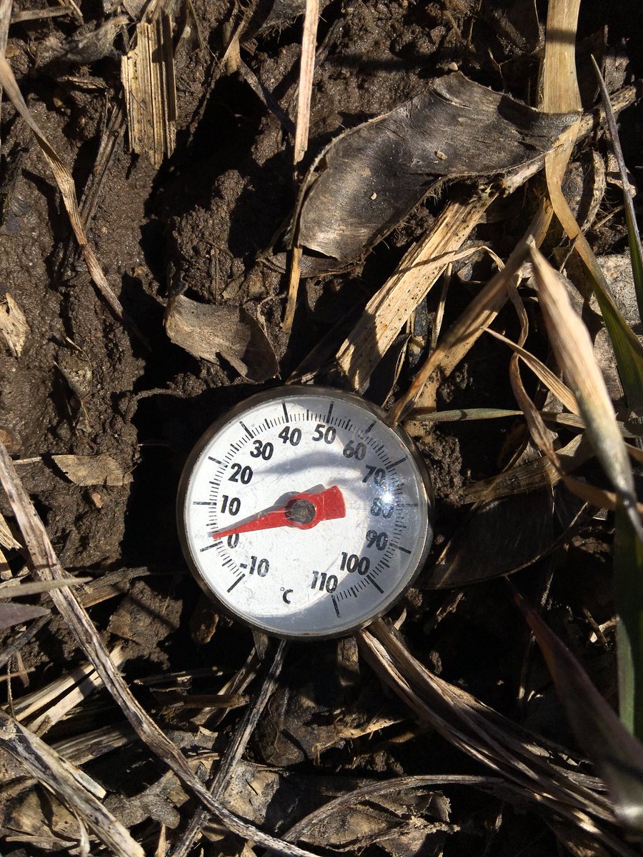 kowalsk11's tweet photo. Very slowly but surely #wheat18 is waking up. Still some frost in the bare ground. #cold #longspring #thirdwinter #plant18 https://t.co/3TOtPD1Y32