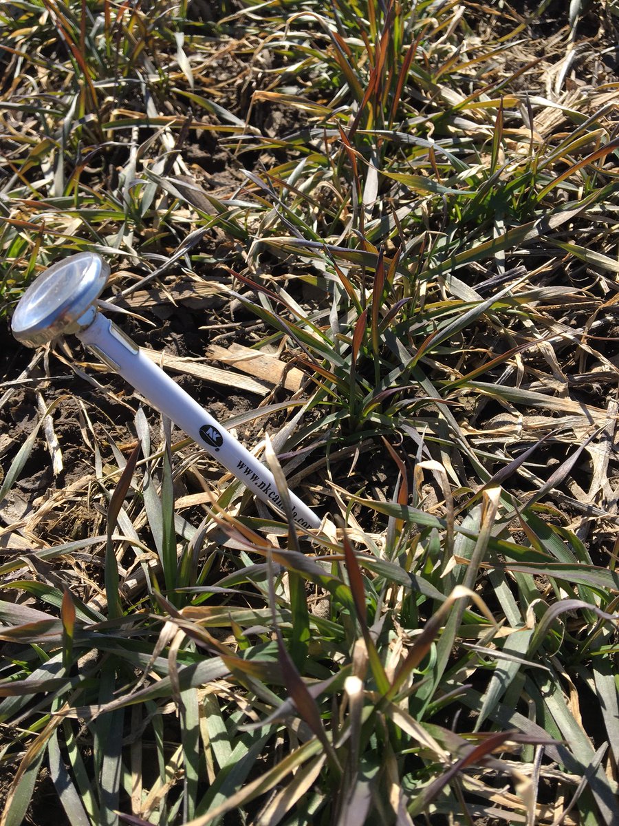 kowalsk11's tweet photo. Very slowly but surely #wheat18 is waking up. Still some frost in the bare ground. #cold #longspring #thirdwinter #plant18 https://t.co/3TOtPD1Y32