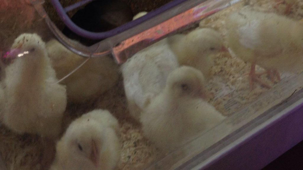 EgaTeachers's tweet photo. All chicks chirping happily in their new home! https://t.co/PaOvrLcVVf