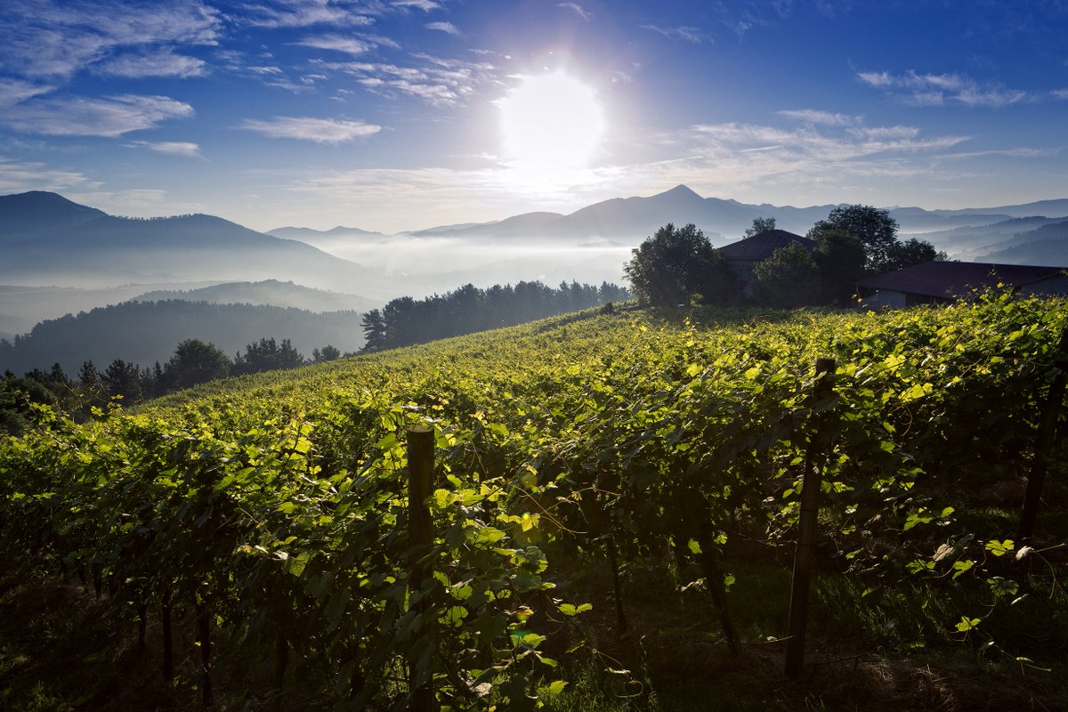 rutasvinoespana's tweet photo. Descubre la Ruta del Vino Txakolí!
#Enoturismo #WineLovers #WineFriends @aiaratur 
https://t.co/e6EvAEv6Os https://t.co/U0Waxw7ZSK