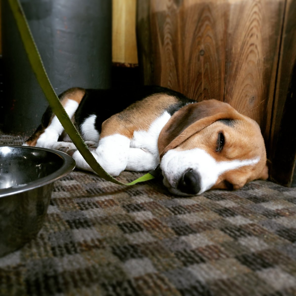 David K-A 🏴󠁧󠁢󠁳󠁣󠁴󠁿🇪🇺🌈👬🐶🐕🐢 tweet media