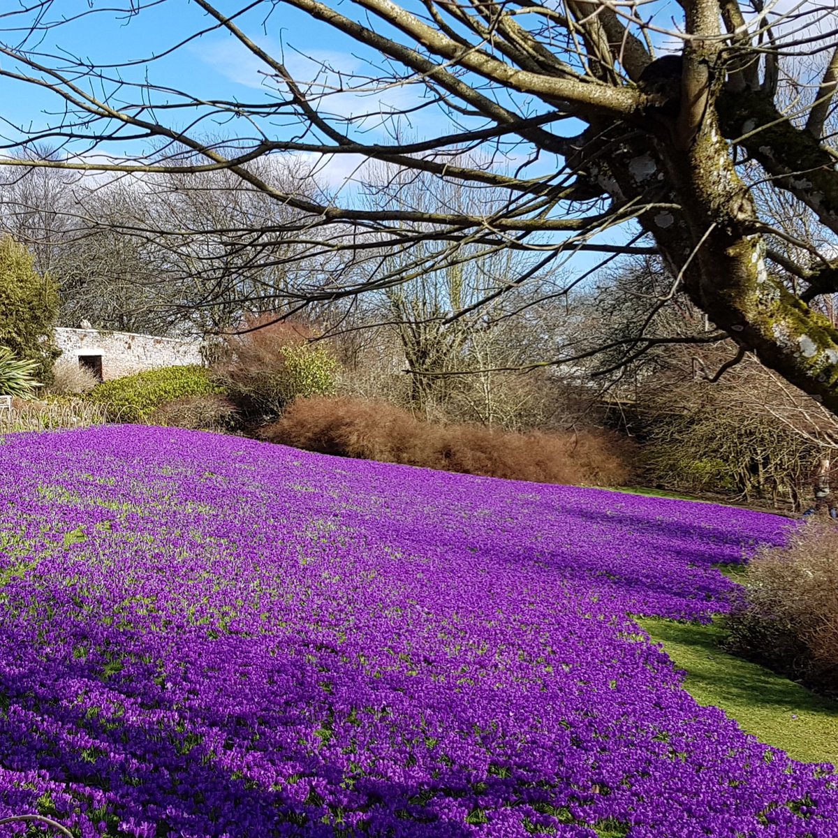 northeastmum's tweet photo. Wow. Stunning flowers @WallingtonNt @NorthEastNT today #spring #northumberland https://t.co/EGigHNQCcs