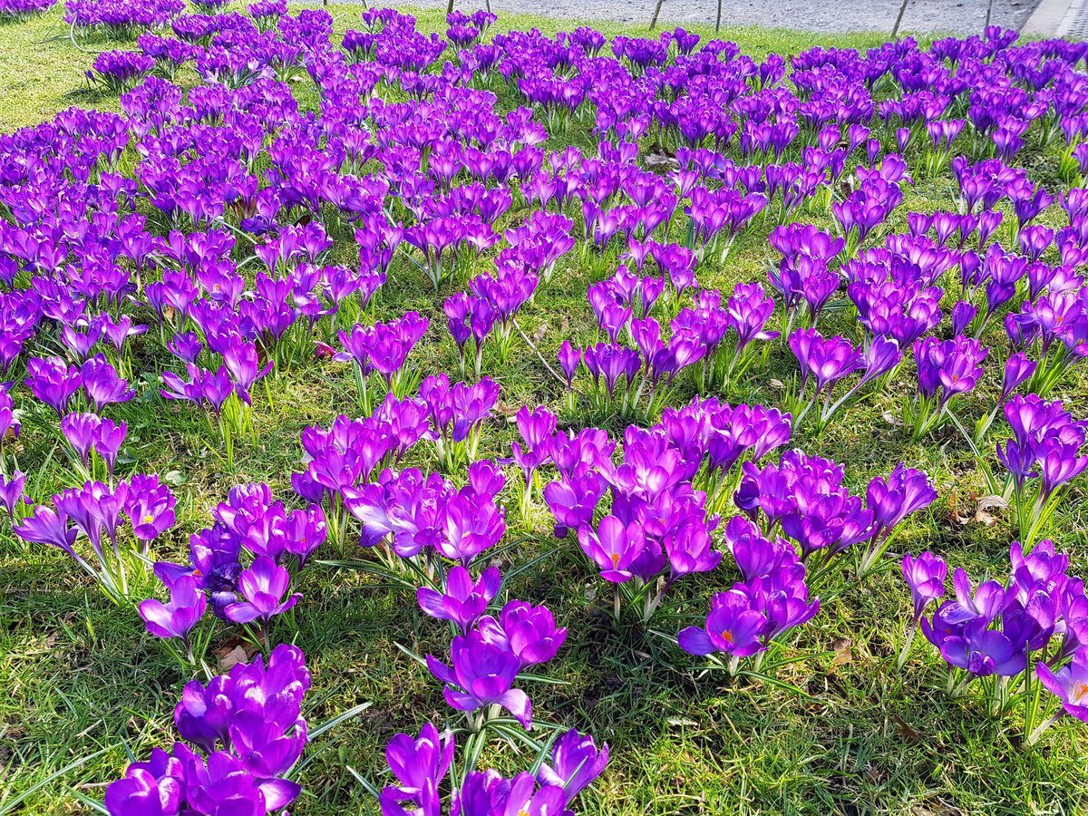 northeastmum's tweet photo. Wow. Stunning flowers @WallingtonNt @NorthEastNT today #spring #northumberland https://t.co/EGigHNQCcs