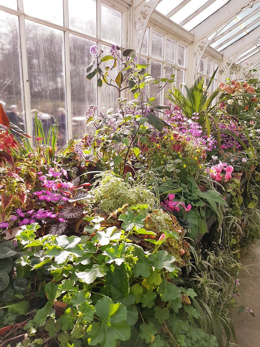 Wow. Stunning flowers <a href="/WallingtonNt/">NT Wallington</a> @NorthEastNT today #spring #northumberland