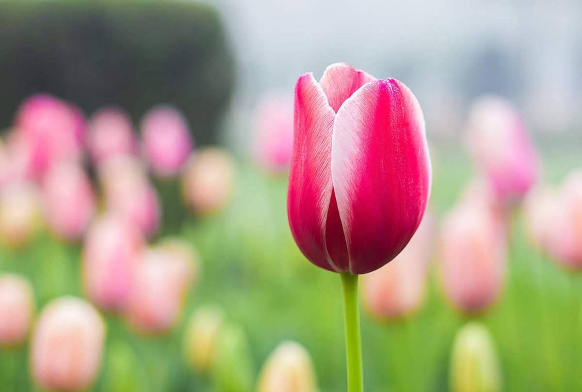 Mirip Taman Bunga  Keukenhof di Belanda  Inikah Taman Bunga  