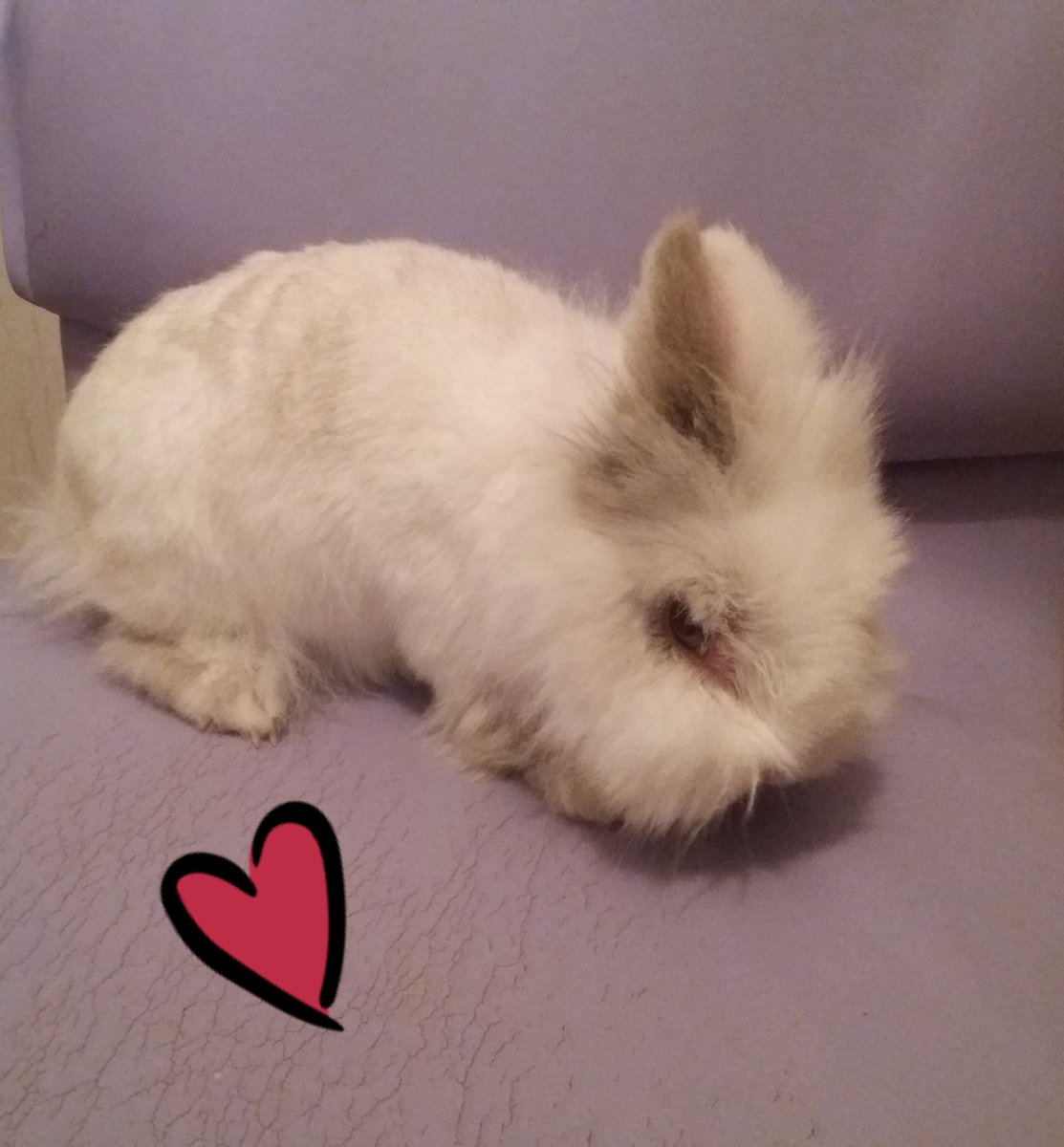 MuMuToOo's tweet image. Моето пухче &amp;lt;3