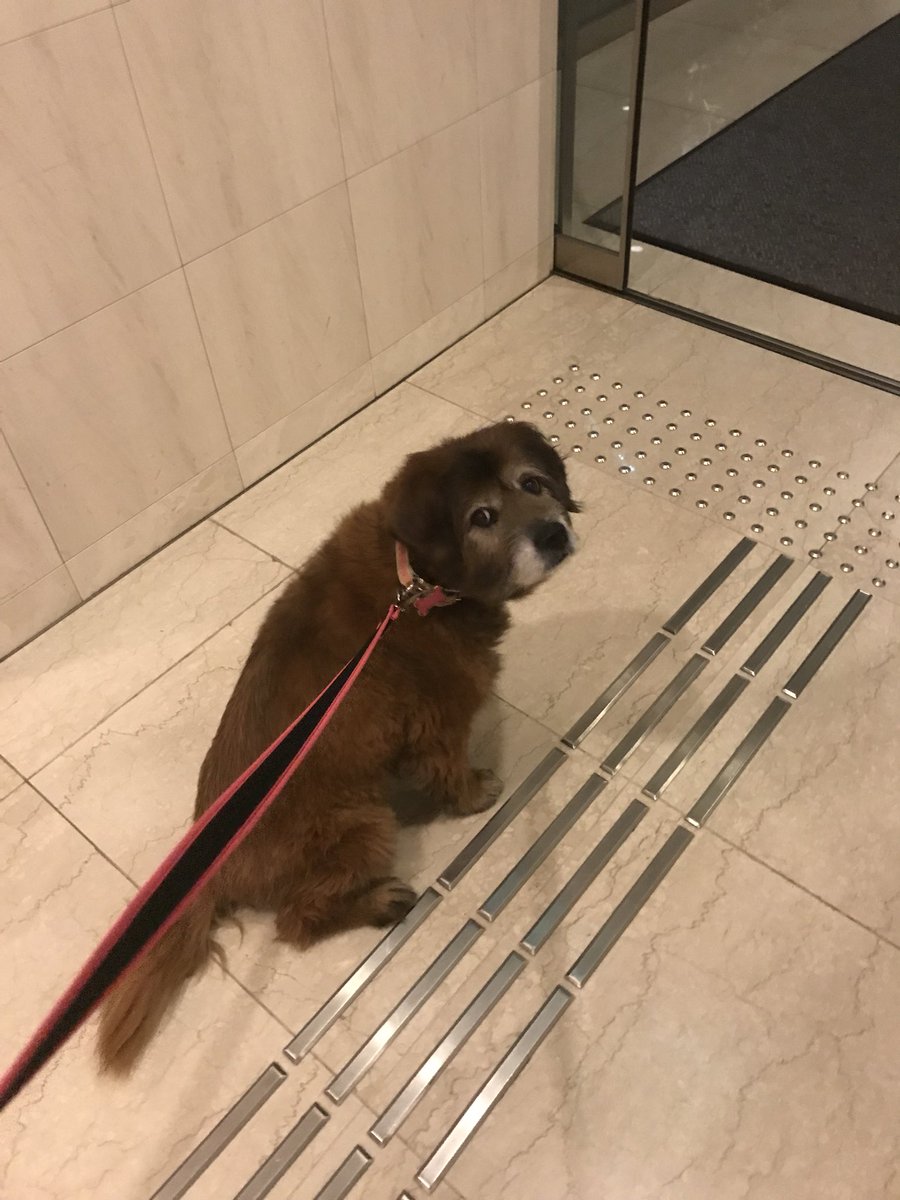 mathieson_scott's tweet photo. Late night walk with Molli #molli #dogsoftokyo #tokyo #dogwalk https://t.co/40byUbCzAx