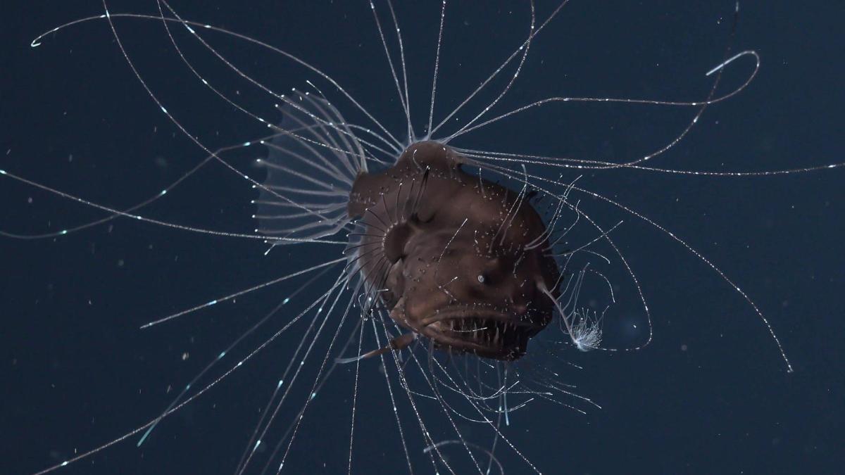 Linhni's tweet image. "@welt: Fisch-Sensation: Tödliche Paarung in der Tiefsee to.welt.de/DI65gwU https://t.co/kvvZJ5gU1R" 😱 #sonerdy #ScienceNews