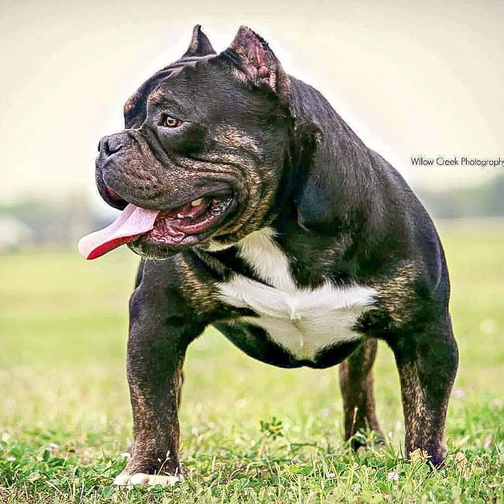 seductivekhaos's tweet photo. Destrux This boy knocked out a breeding today. This boy putting in that work. 4 slots open @ 750 shipped or in person including that tci. #kampkhaosbullies #americanexotic #americanbully #destrux #mircobully #tbcpayroll #thebullycampline #thebullyplanet #staytuned #alleyezonme https://t.co/AMXXtrv7MZ
