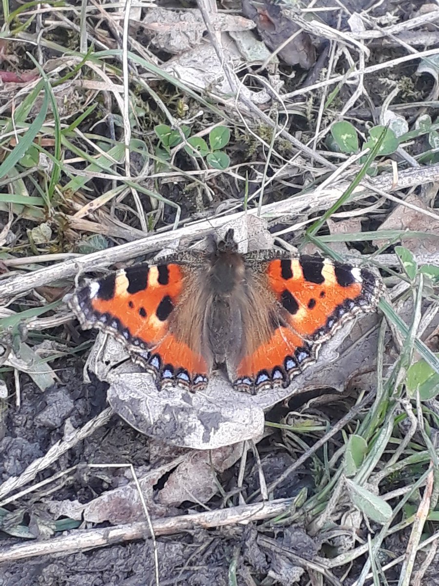 My first butterfly (Small Tortoiseshell) of 2018 near Methley copse! @RSPBAireValley #StAidans #Swillyings