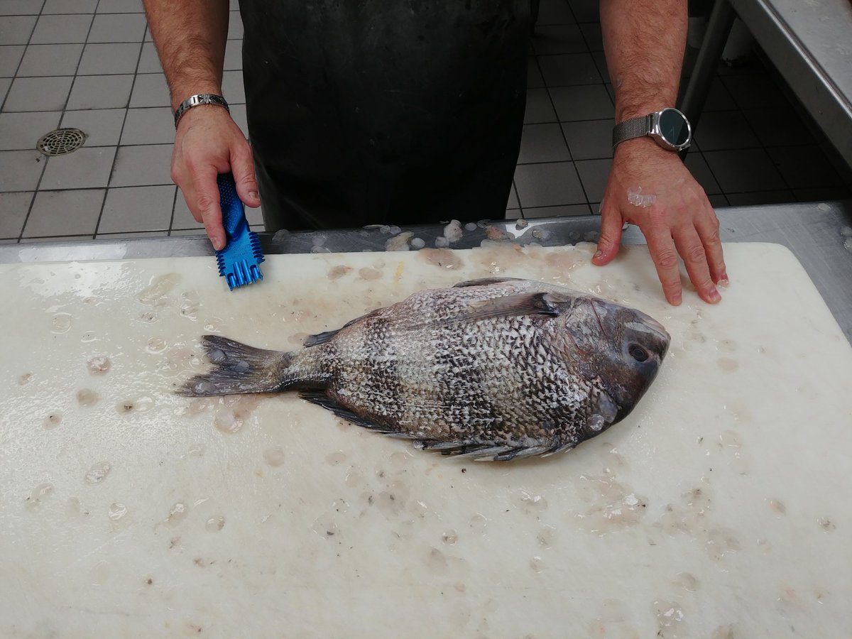 SageSuperScaler's tweet photo. Just a little before and after of a Sheepshead!
#SuperScaler #Fishing #FishScaler #TheSageCo #FishingFreaks
#FishingAddict #Scaler https://t.co/sP42hHStOZ